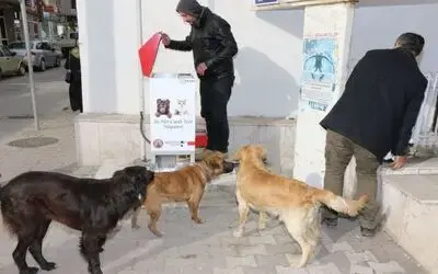 Bafra Belediyesi Sokak Hayvanlarına Sahip Çıkıyor