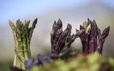 Büyükşehirden Yeni Bir Kırsal Kalkınma Hamlesi Büyükşehir Samsun’da Kuşkonmaz Üreticiliğini Destekleyecek