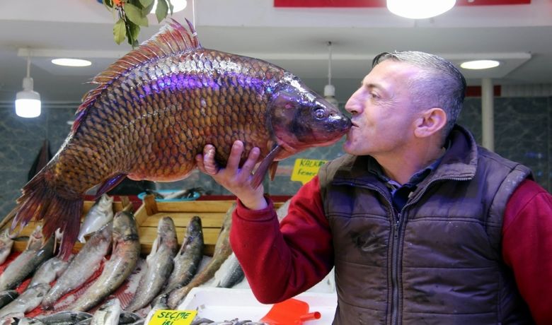10,5 Kiloluk Sazan Ve 65Kiloluk Yayın Balığı Görenleri Şaşırttı - Samsun’da yakalanan 10,5 kilogramlık sazan ve 65 kilogramlık yayın balığı görenleri şaşırttı.
