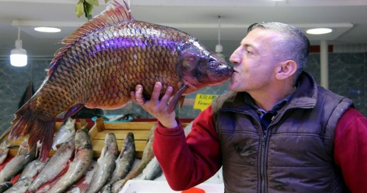10,5 Kiloluk Sazan Ve 65 Kiloluk Yayın Balığı Görenleri Şaşırttı