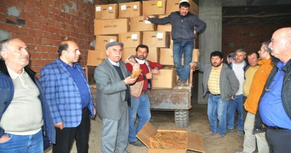 Tütün Üreticisi 'Destek' İstiyor Samsun Bafra Ziraat Odası Başkanı Osman Tosuner: "Tütünün De Tarım Ürünü Olarak Kabul Edilmesi Lazım"