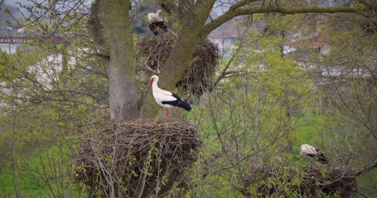 7 Bin Kilometre Yol Kat Ederek Leylek Ormanı'na Geldiler 950 Yuva Bulunan ‘leylek Ormanı’ Leylek Apartmanını Andırıyor