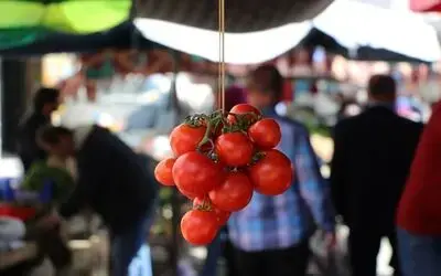 Pazarcının Gözü Çarşamba Ve Bafra Ovalarında Yerli Ürünlerin Çıkmasıyla Fiyatların Da Düşmesi Bekleniyor