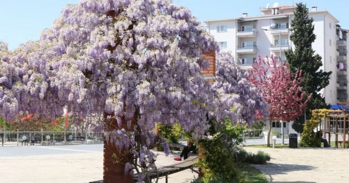 Bafra Çiçek Açtı Bafra’da Dikilen Fidanlar, Ağaçlar Ve Çiçekler Kendini Gösterdi
