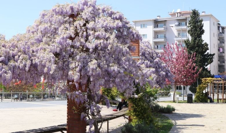 Bafra Çiçek Açtı Bafra’da DikilenFidanlar, Ağaçlar Ve Çiçekler Kendini Gösterdi - Samsun’un Bafra Belediyesinin ilçenin çeşitli bölgelerinde diktiği ağaçlar, fidanlar ve çiçekler bahar mevsiminin gelmesiyle kendini göstermeye başladı. Oluşan güzel görüntüler vatandaşlar tarafından beğeni ile karşılandı.