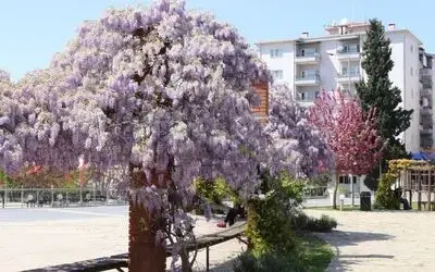 Bafra Çiçek Açtı Bafra’da Dikilen Fidanlar, Ağaçlar Ve Çiçekler Kendini Gösterdi