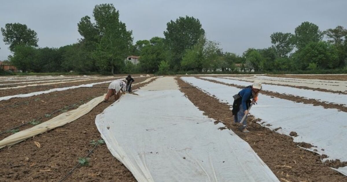 Bafra Ovası'nda Karpuz Ve Kavun Üreticileri Dertli