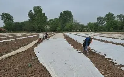 Bafra Ovası'nda Karpuz Ve Kavun Üreticileri Dertli