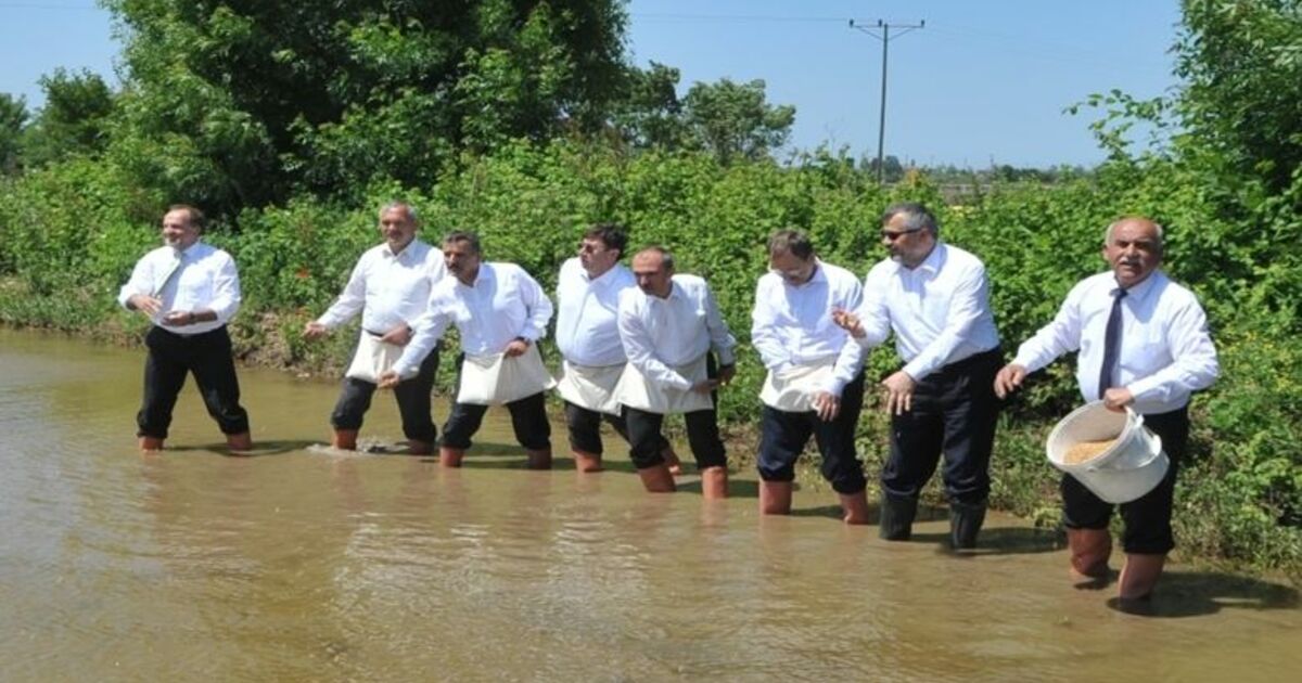 Bafra Ovası'nda Çeltik Tohumları Suyla Buluştu Bafra Ovası'nda "4. Çeltik Ekimi Festivali" Yapıldı