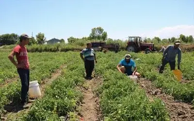 Bafra Ovası’nda Karpuz Ve Domates Hasadı Bafra İle Adana Karpuzu Çakışınca Üretici Olumsuz Etkilendi Turfanda Karpuzda Hayal Kırıklığı Yaşayan Çiftçinin Yüzünü Domates Güldürdü