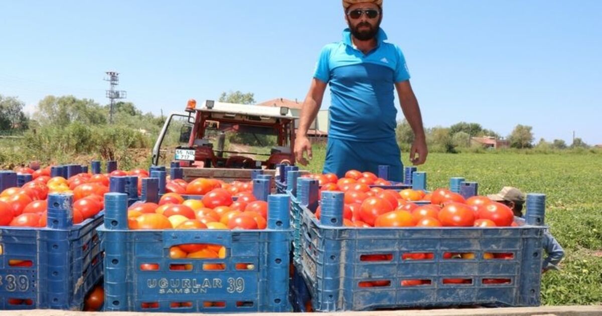 Bafra’da Yetişen Domates Tüketicinin İmdadına Yetişti