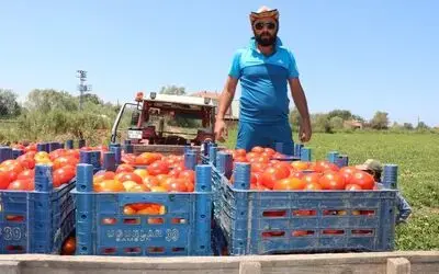 Bafra’da Yetişen Domates Tüketicinin İmdadına Yetişti
