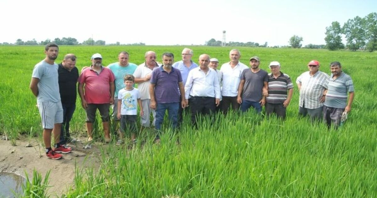 Bafra Ovası'nda Çeltik Tarlaları Susuzluktan Kurumaya Başladı Kanaletlerden Su Gelmeyince Binlerce Dönüm Çeltik Tarlası Kuruma Riskiyle Karşı Karşıya Kaldı