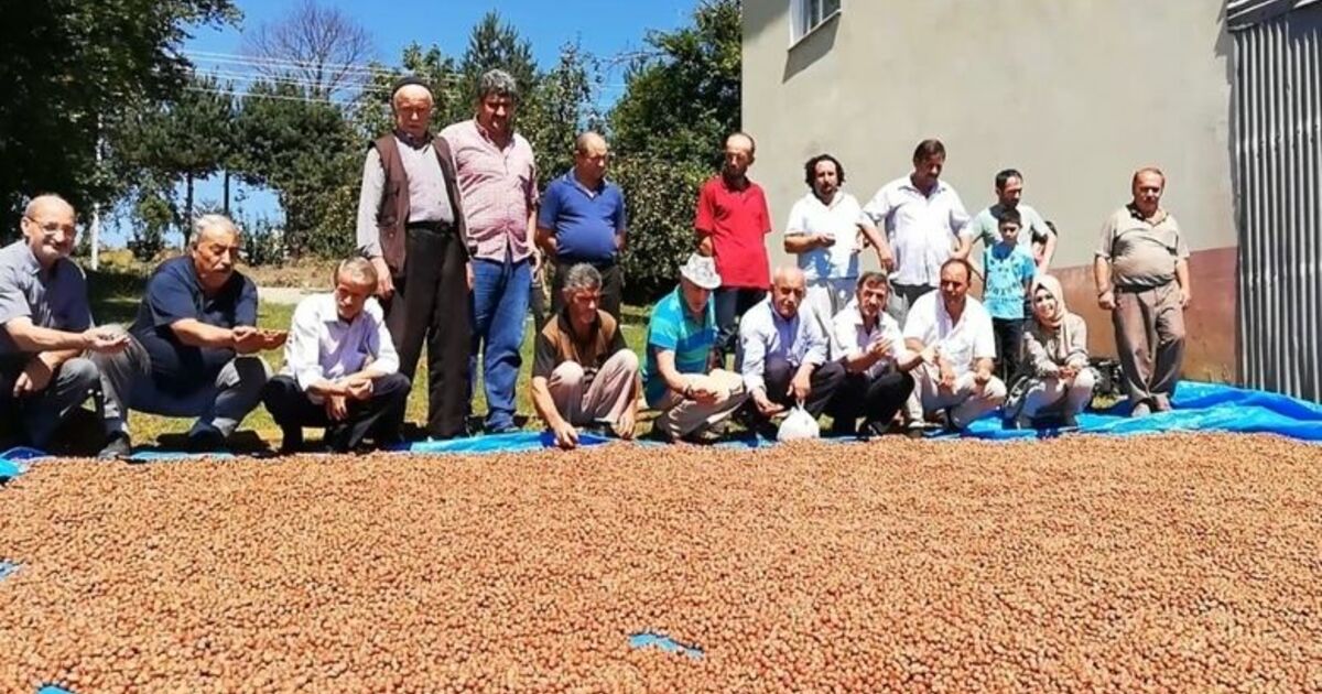 Bafralı Fındık Üreticileri 15 Lira Fiyat Bekliyor