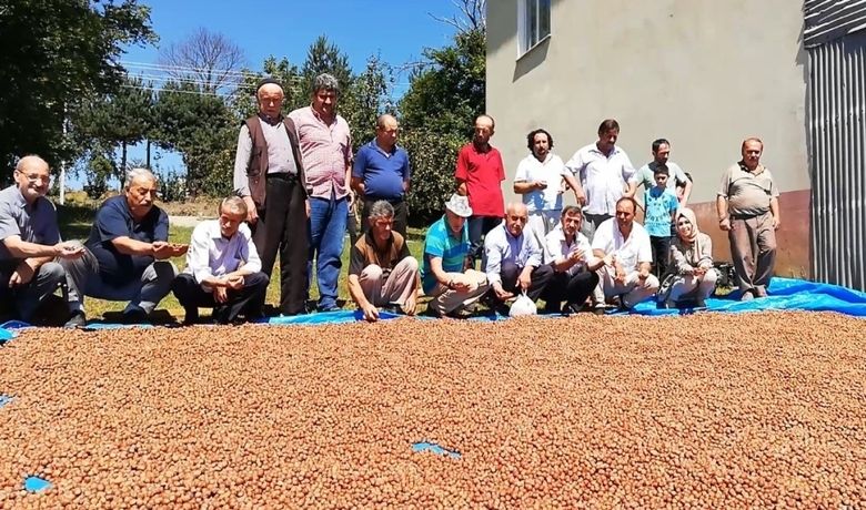 Bafralı Fındık Üreticileri 15 Lira Fiyat Bekliyor - Samsun'un Bafra ilçesindeki fındık üreticileri Toprak Mahsulleri Ofisinden (TMO) 15 lira taban fiyat bekliyor.