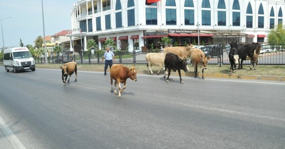 Karayolunda Başıboş Hayvanlar Trafiği Tehlikeye Düşürdü