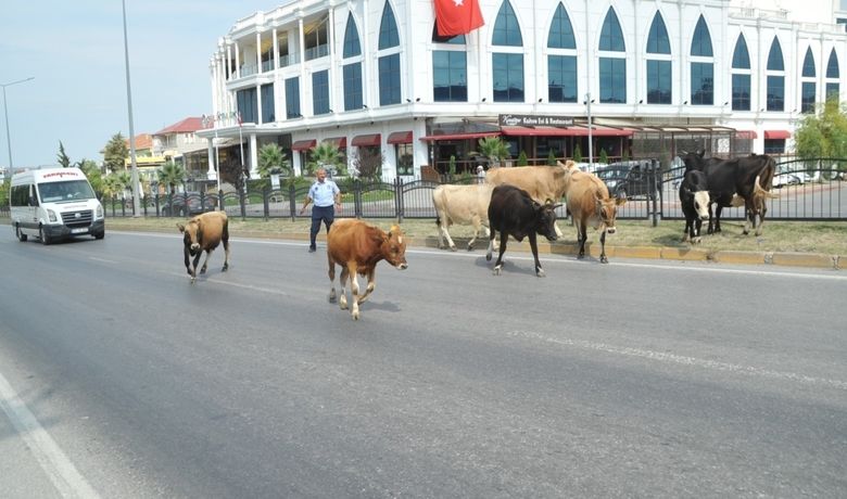 Karayolunda Başıboş HayvanlarTrafiği Tehlikeye Düşürdü - Samsun’un Bafra ilçesinde karayoluna inen başıboş büyükbaş hayvanlar sürücülere zor anlar yaşatırken, trafik akışı aksadı.