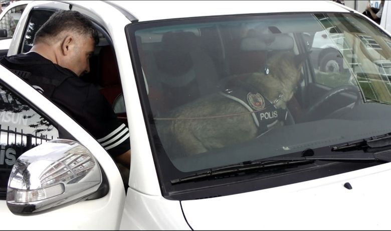 Bafra Didik Didik Arandı - Samsun’un Bafra ilçesinde İl Emniyet Müdürlüğü Narkotik Suçlarla Mücadele Şube Müdürlüğü ile İlçe Emniyet Müdürlüğü ekipleri uyuşturucu ile mücadele kapsamında uygulama yaptı. Uygulamaya narkotik köpeği Ece de katıldı.