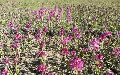 Hollandalılar Laleden Sonra Bu Bitkinin Peşinde Kopartılmasının Cezası 48 Bin Tl Bu Bitkiye Dokunan Yandı