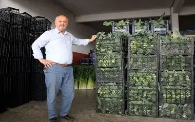 Samsunlu Komisyoncular: "Arz Talep Doğrultusunda Fiyatlar Belirlenir" "Köylüye Gübreden, Mazottan, İşçilikten, Nakliyeden Ek Yük Geliyor"