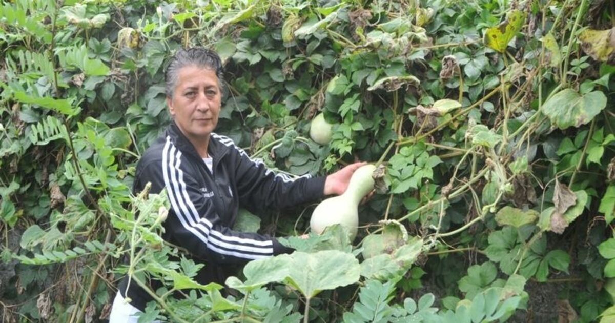 Bahçesinde Yetiştirdiği Su Kabaklarını Süs Eşyasına Dönüştürüyor