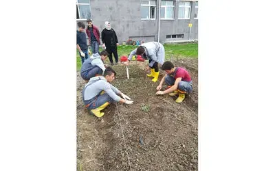 Salep Ve Yumrulu Bitkiler Kültüre Alınıyor
