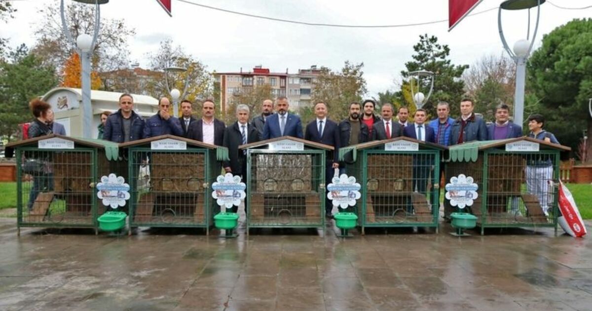 Kediler Dubleks Evlerine Kavuştu