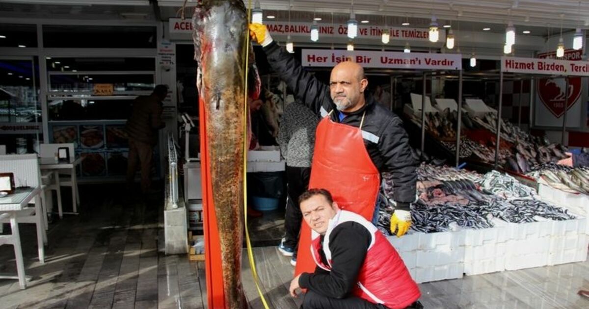 Dev Balık Görenleri Hayrete Düşürdü: 2 Metre 30 Santim, 103 Kilo Dev Yayın Balığını Gören Vatandaşlar Telefonlara Sarıldı, Selfie Çekildi