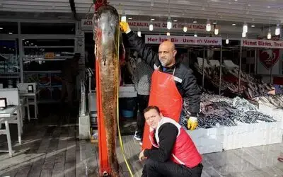 Dev Balık Görenleri Hayrete Düşürdü: 2 Metre 30 Santim, 103 Kilo Dev Yayın Balığını Gören Vatandaşlar Telefonlara Sarıldı, Selfie Çekildi
