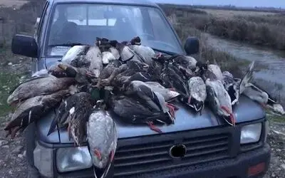 ‘kuş Cenneti’nde Ördek Katliamına 22 Bin 595 Lira Ceza