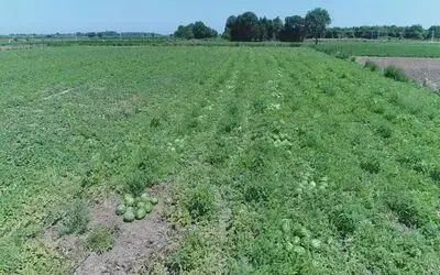 Samsun Tarımsal Üretimde Türkiye'nin İlk Sıralarında Biber, Lahana, Marul, Barbunya, Taze Fasulye Ve Kırmızı Pancar Üretiminde Samsun İlk Sırada Yer Alıyor