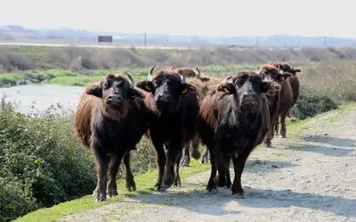 Kızılırmak Deltası'nda Manda Sayısı 3 Binden 10 Bine Çıktı Türkiye'deki Sulak Alanlarda En Fazla Manda Bulunan Yer Kızılırmak Deltası Delta Mandalara Doğal Yaşam Alanı Sunuyor