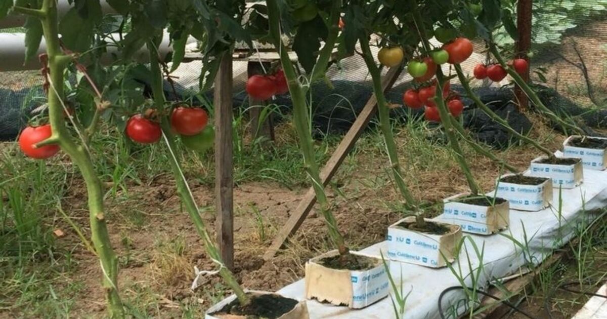 Ziraat Teknikeri Topraksız Tarım Uygulaması İle Domates Ve Marul Yetiştirdi