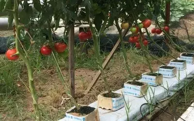 Ziraat Teknikeri Topraksız Tarım Uygulaması İle Domates Ve Marul Yetiştirdi