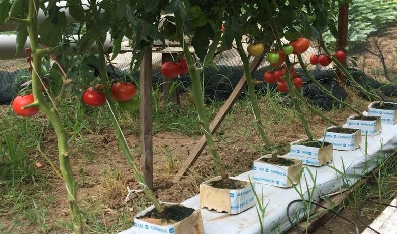 Ziraat Teknikeri Topraksız Tarım Uygulamasıİle Domates Ve Marul Yetiştirdi - Samsun’un Bafra ilçesinde topraksız tarım uygulaması ile domates ve marul üretimi gerçekleştiren Ziraat Teknikeri Abdulsamet Talaz, idealinin profesyonel bir sera sistemi kurarak üretim yapmak olduğunu söyledi.
