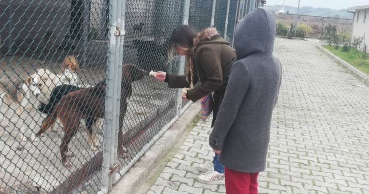 Hayvanları Elleri İle Beslediler