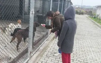 Hayvanları Elleri İle Beslediler