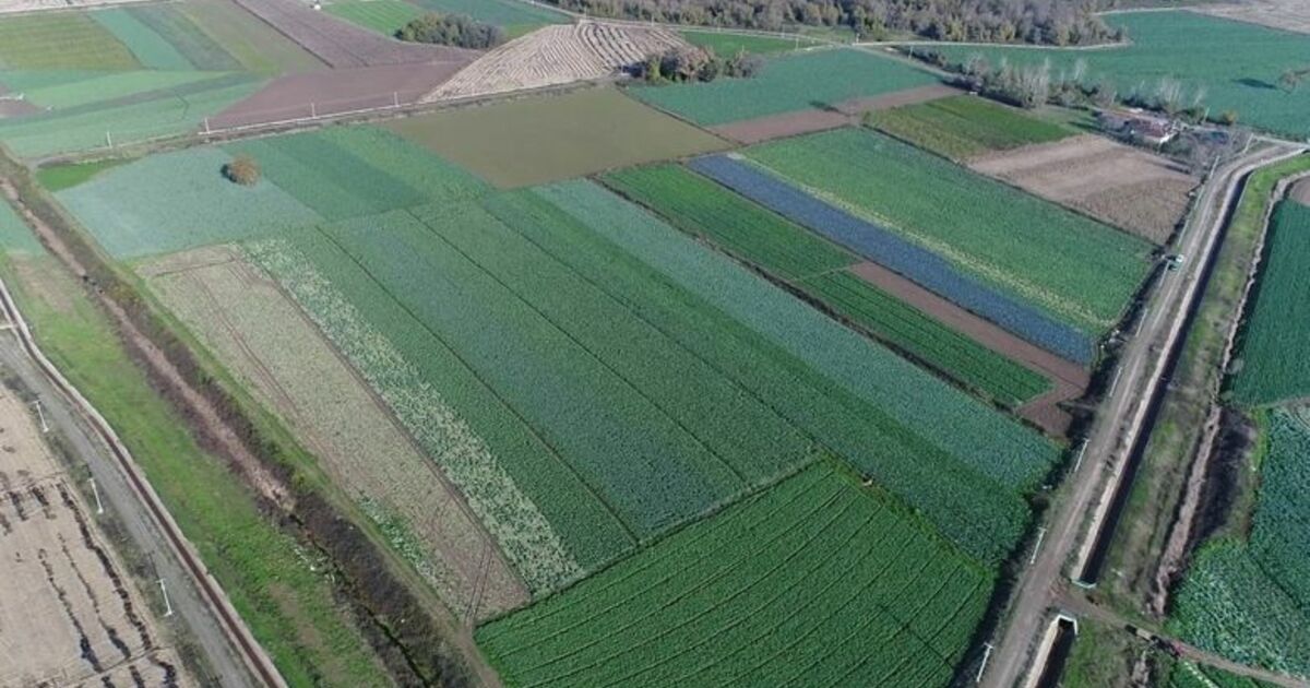 Türkiye'nin Kırmızı Pancar İhtiyacını Samsun Karşılıyor
