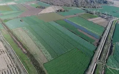 Türkiye'nin Kırmızı Pancar İhtiyacını Samsun Karşılıyor