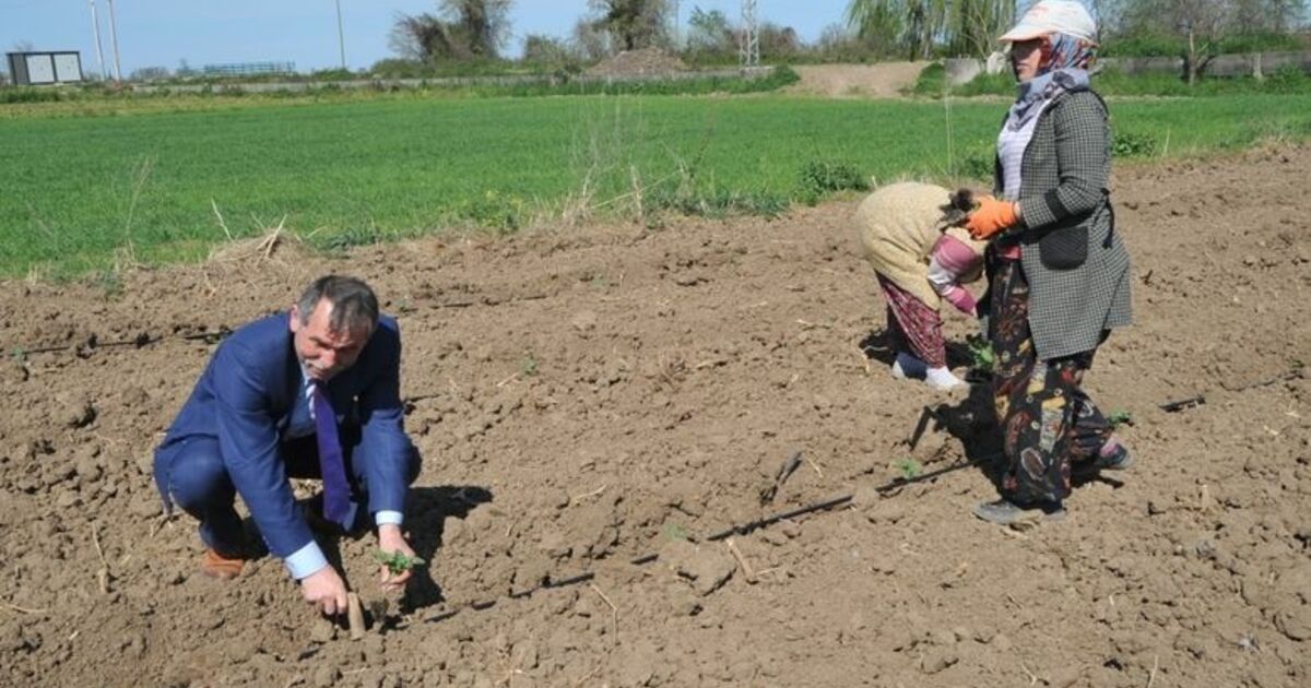 Bafra Ovası'nda Örtü Altı Karpuz Ve Kavun Ekimleri Başladı