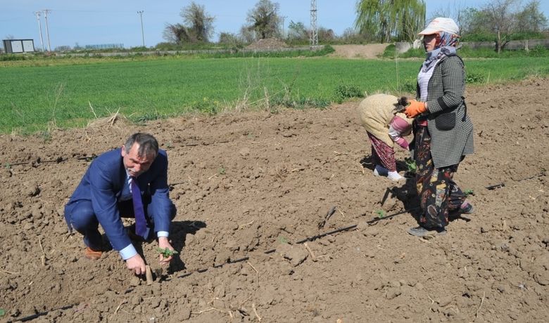 Bafra Ovası'nda Örtü AltıKarpuz Ve Kavun Ekimleri Başladı - Samsun'un Bafra Ovası'nda örtü altı karpuz ve kavunların ekimine başlandı. Girdi maliyetlerinin yüksek olmasından yakınan üreticiler, fiyatların aşağı çekilmesini istiyor.