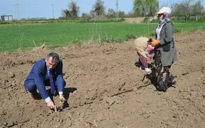 Bafra Ovası'nda Örtü Altı Karpuz Ve Kavun Ekimleri Başladı