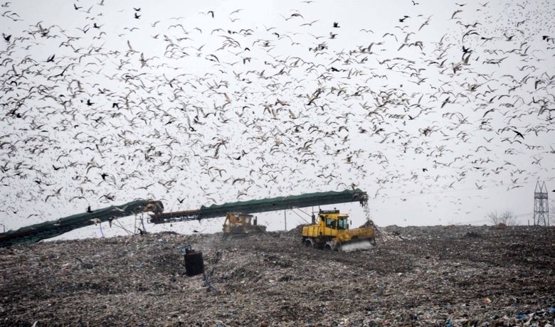 10 Yılda 2,3 Milyon Ton Katı AtıkBertaraf Edildi Toplanan Katı Atıklar Enerjiye Dönüştürülüyor - Samsun Büyükşehir Belediyesi, Katı Atık Düzenli Depolama Sahası'nda 10 yılda toplam 2 milyon 291 bin 828 ton katı atığı bertaraf etti. 2018 yılında ise 4 milyon 933 bin 352,64 m3 metan gazı sahadan çekilerek, 6 bin 538,90 MW enerji üretimi sağlandı.