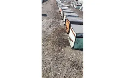 Samsun’da Toplu Arı Ölümleri Fındık Ve Meyve Bahçelerine Uğrayan Arılar Telef Oldu