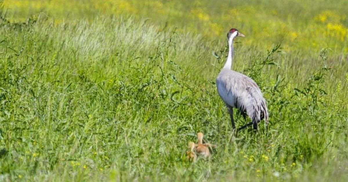Nesli Tükenme Tehlikesi Altındaki Anadolu Dağ Turnası Görüntülendi