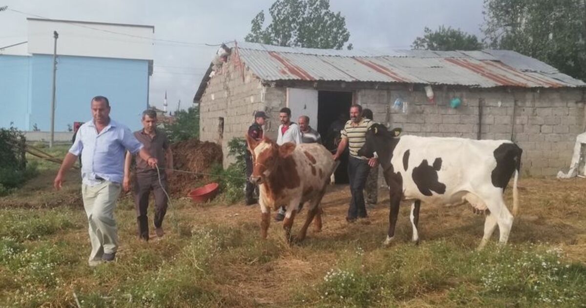 Dedektif Muhtar Çalıntı İnekleri Buldu
