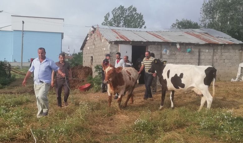 Dedektif Muhtar Çalıntı İnekleri Buldu - Samsun’un Bafra ilçesinde dedektif gibi iz süren muhtar, çalıntı inekleri buldu.