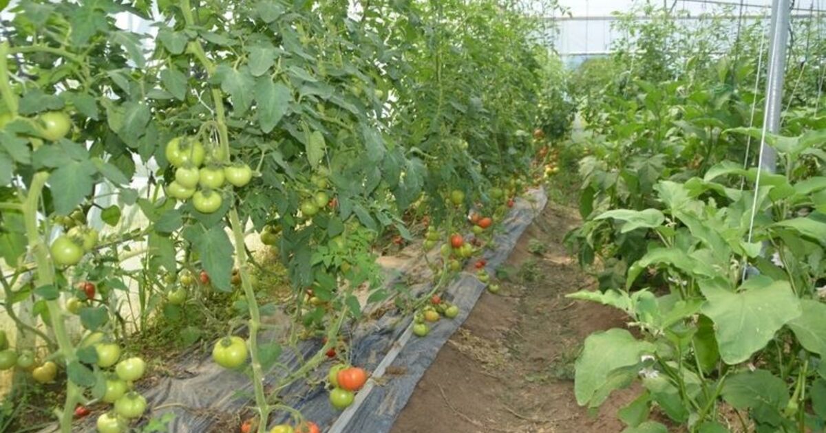 Genç Çiftçi Başardı Genç Çiftçinin Kurduğu Sera, Hayatının Dönüm Noktası Oldu