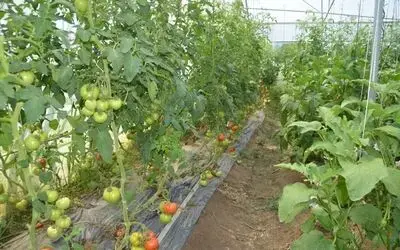 Genç Çiftçi Başardı Genç Çiftçinin Kurduğu Sera, Hayatının Dönüm Noktası Oldu