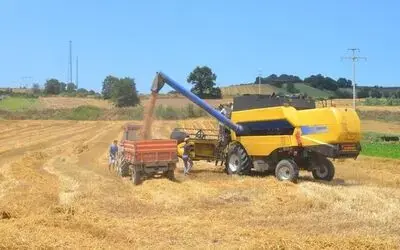 Bafra Ovası'nda Buğday Hasadı Başladı